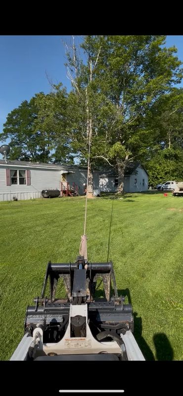 Tree Trimming