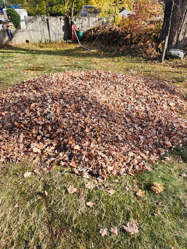 Fall Cleanups