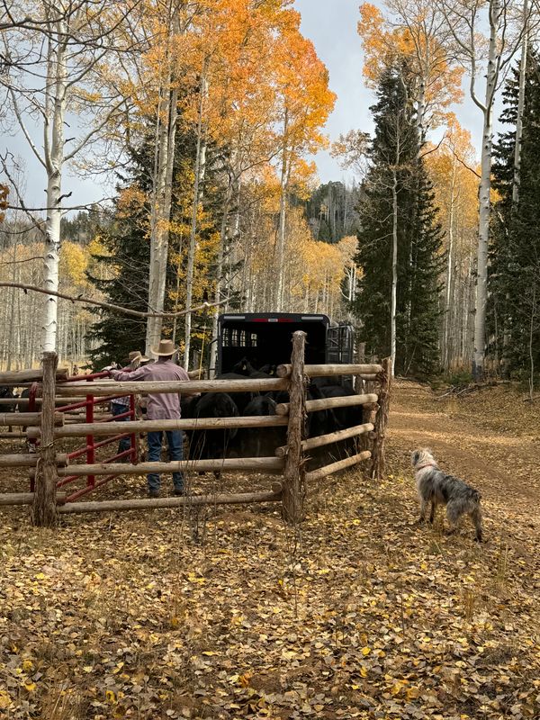 Fences
