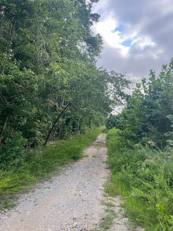 Brush cutting/clearing