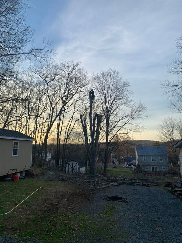 Tree Removal gallery