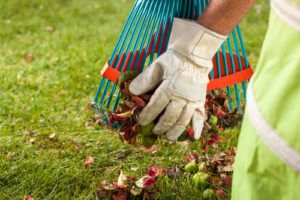 Fall and Spring Clean Up