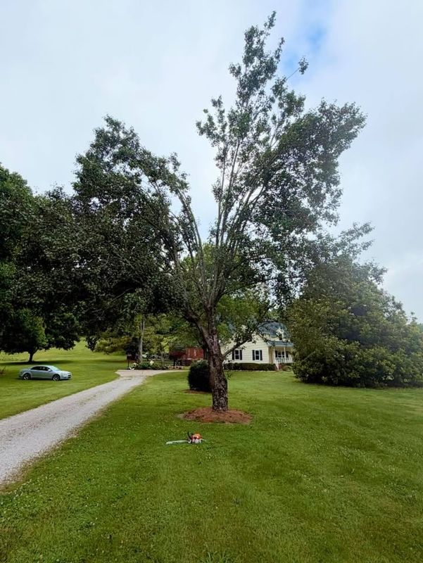 Tree Removal
