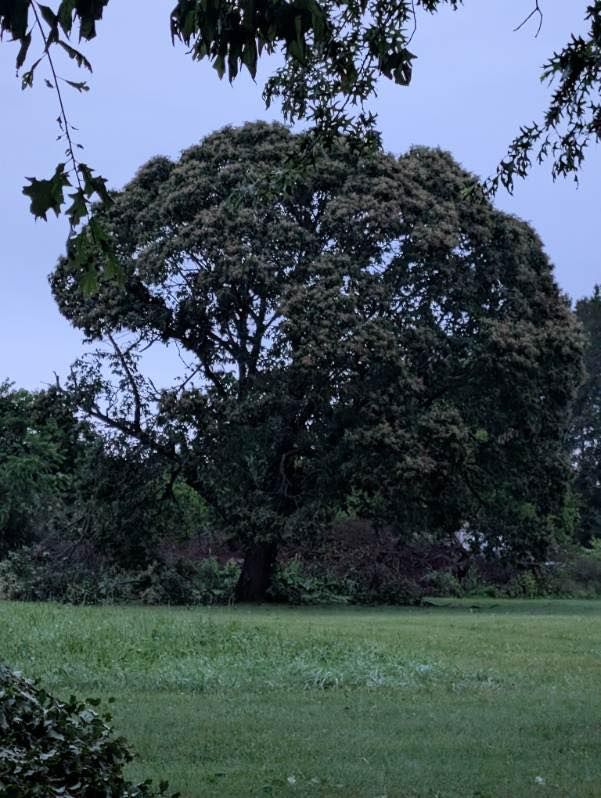 Tree & Shrub Care