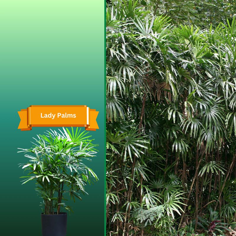Plant Samples