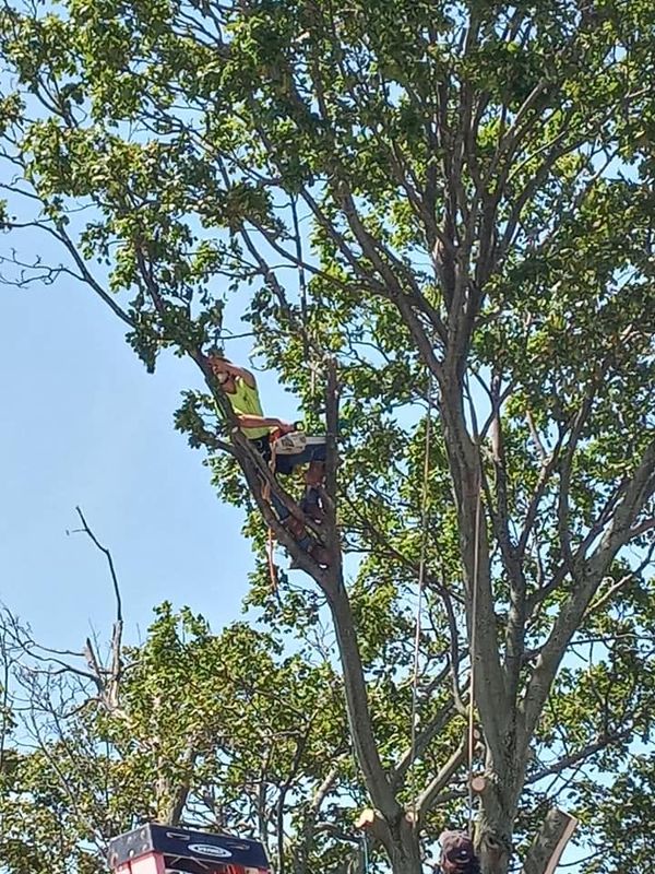 Tree Trimming