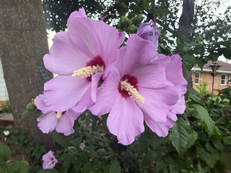 Tree & Shrub Care