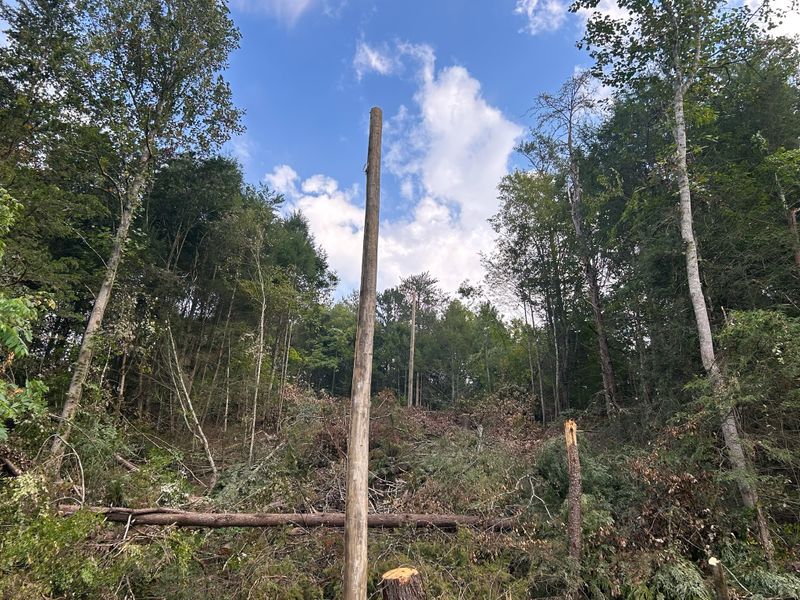 Land Clearing