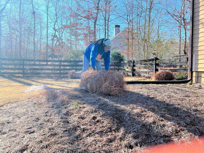 Pine straw installation