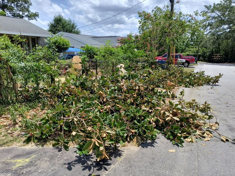 Tree Trimming