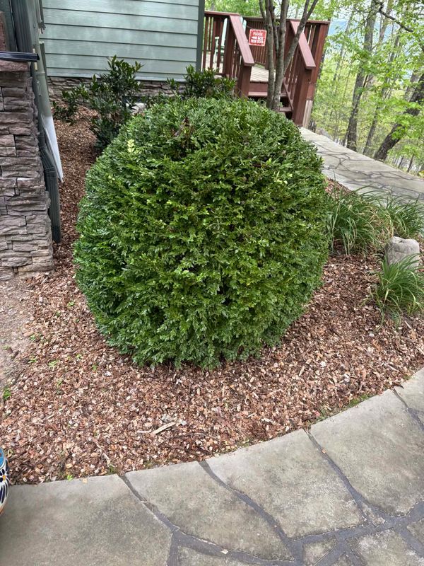 Tree & Shrub Care