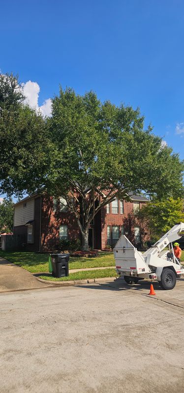 Tree Trimming