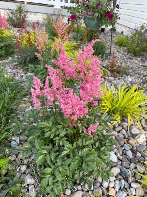 Planting & Garden Bed Installation