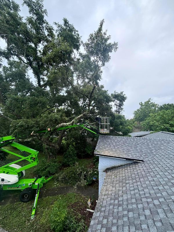 Tree Trimming and Removal