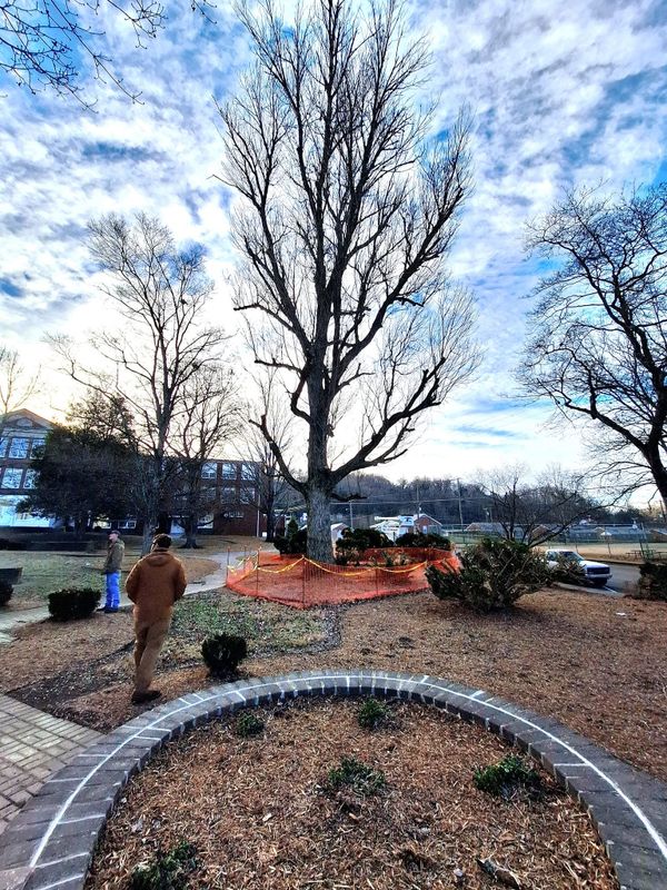 Tree Removal