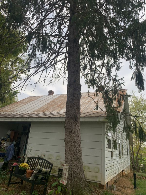 Tree Removal gallery