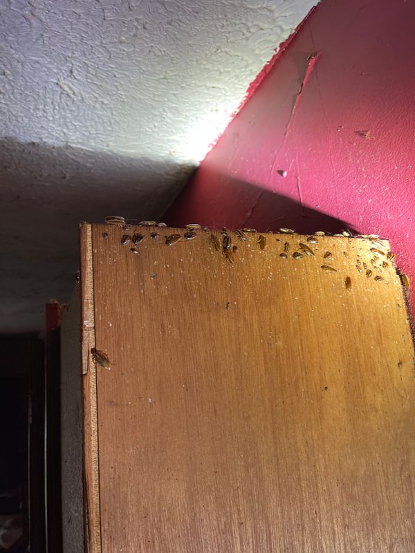Pest Control