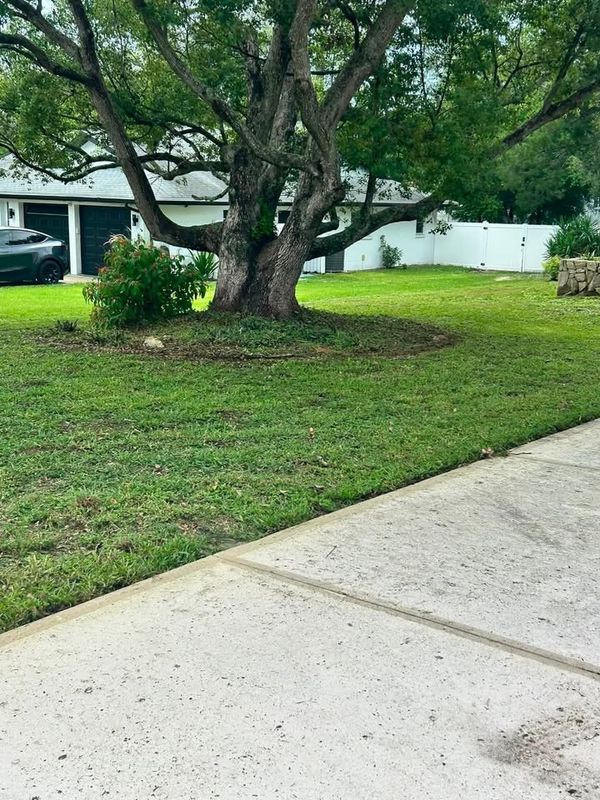 Tree & Shrub Care
