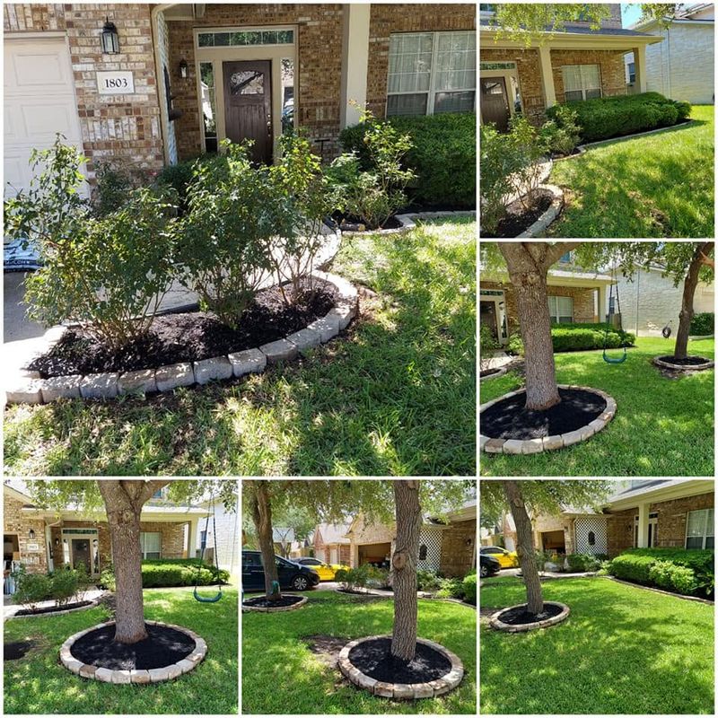 Tree and Shrub Care