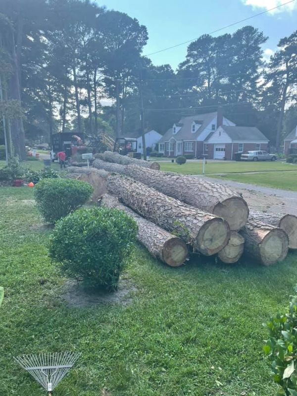 Tree Trimming