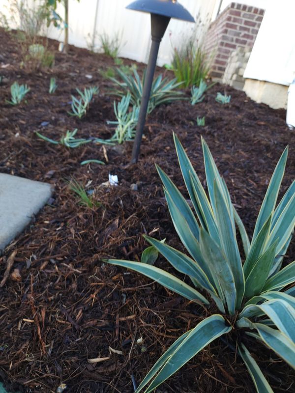 Mulch Installation