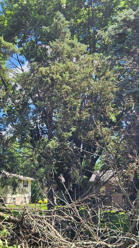 Tree Removal
