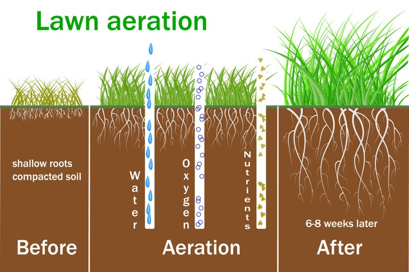 Aeration & Seeding