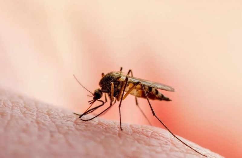 Mosquito Control