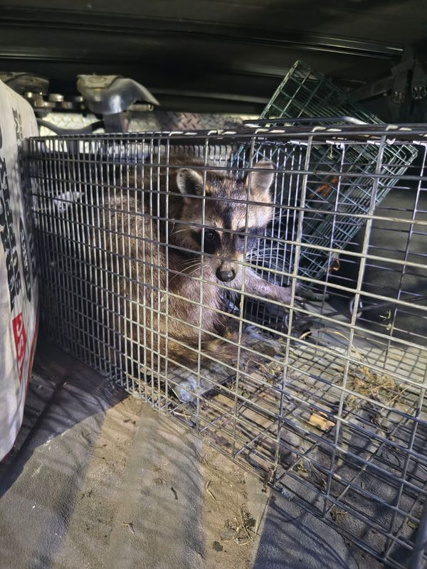 Wildlife Removal