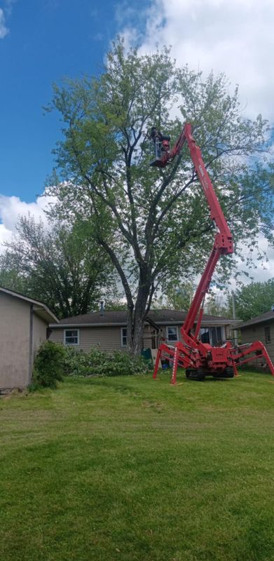 Tree Trimming