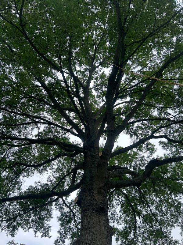 Tree Trimming