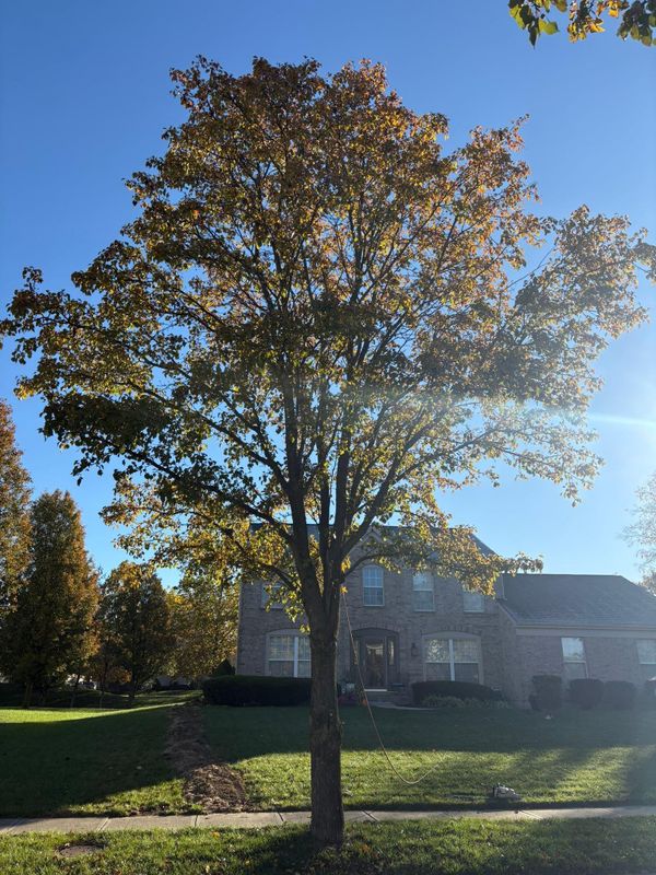 Fall Clean Up