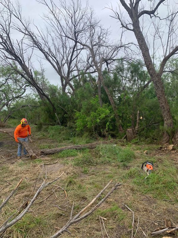 Tree Pruning