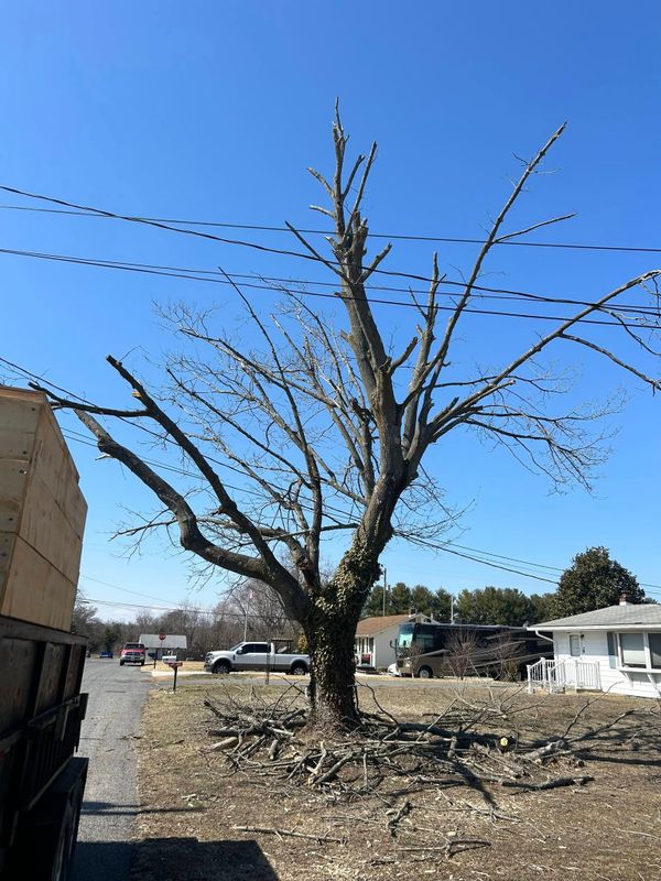 Tree Removal gallery
