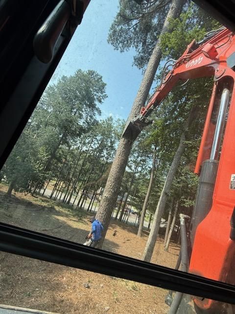 Arborist & Tree Removal