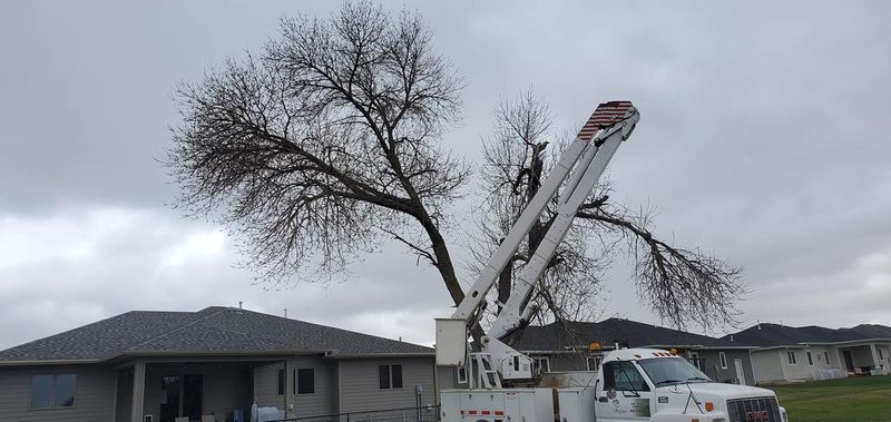 Tree Removal