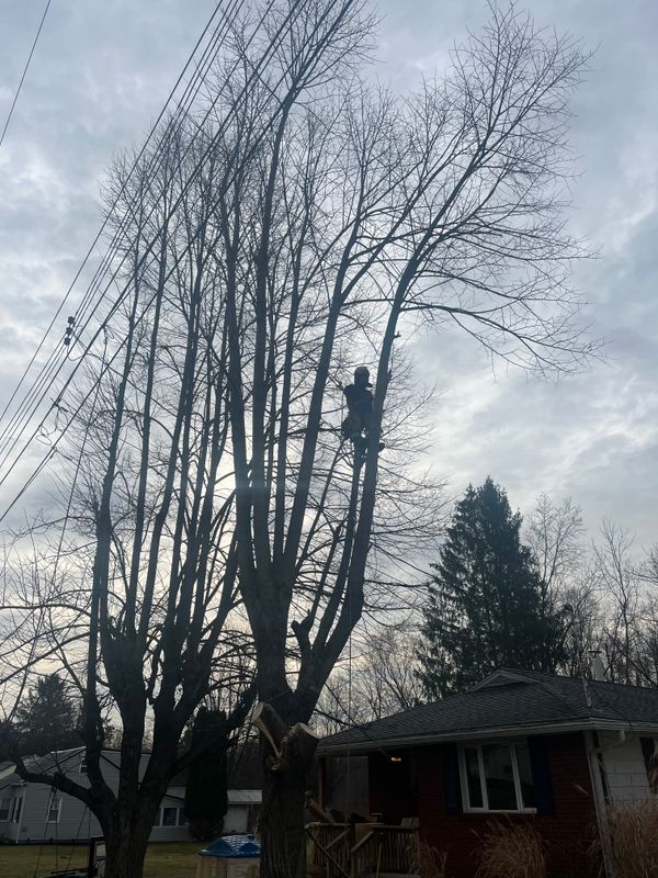 Tree Trimming