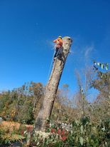 Tree Services