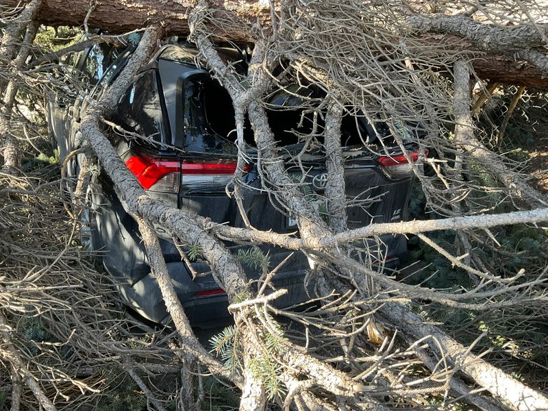 Tree Risk Consultation