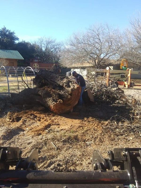 Tree Services