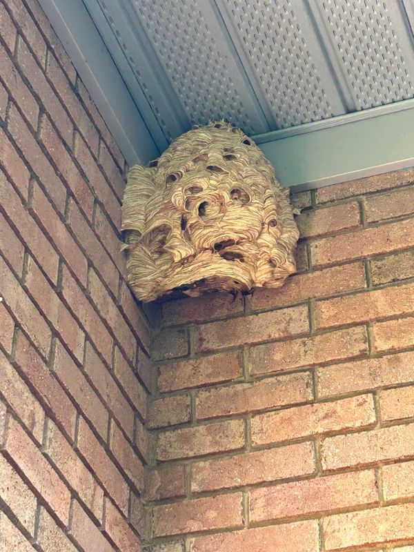 Pest Control