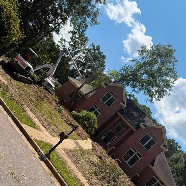 Tree Removal