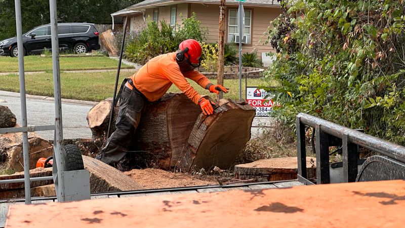 Tree trimming and removal