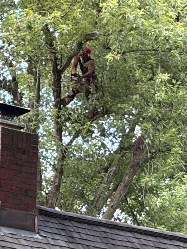 Tree Trimming