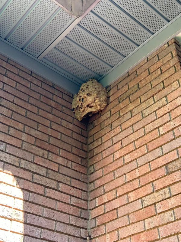 Pest Control