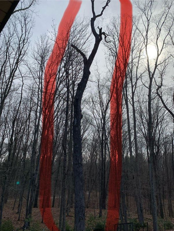 Tree Trimming