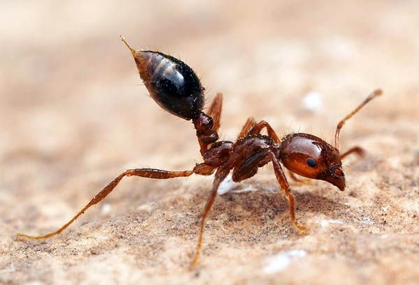 Once a Year Fire Ant