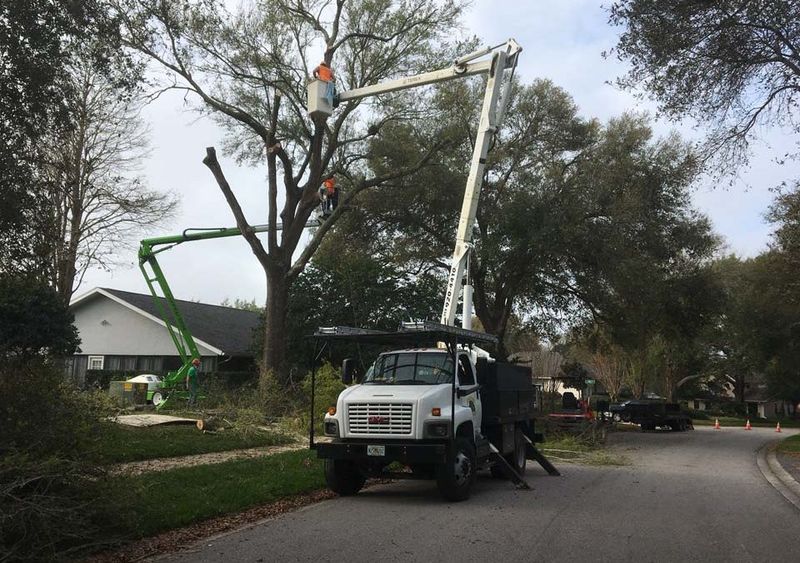 Tree Trimming & Removal