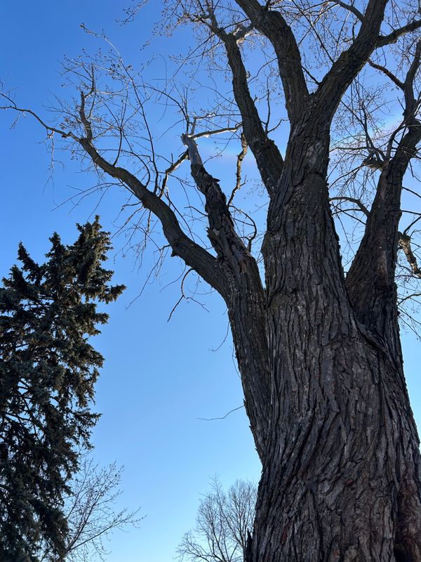 Tree Removal