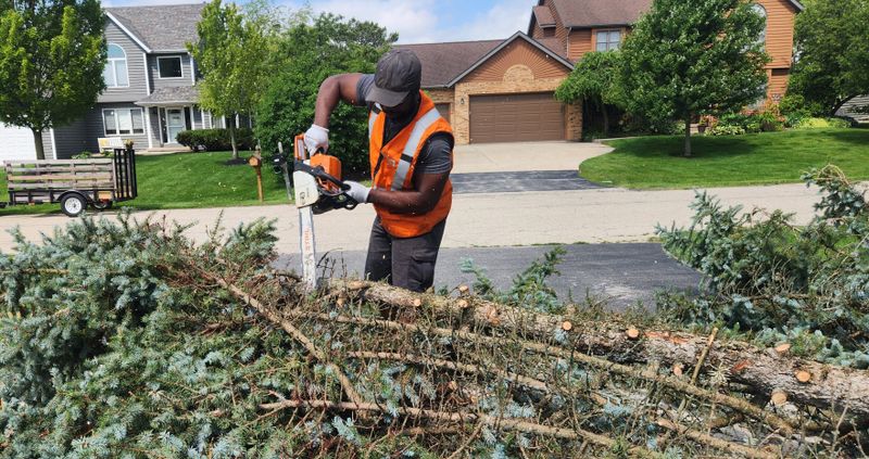 Tree Removal